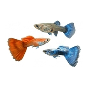 Aquarium Fish