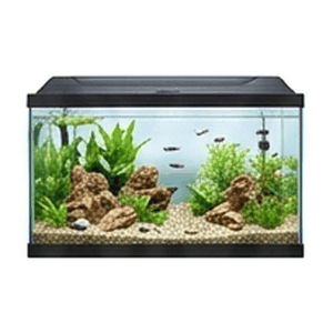 Fish Aquarium