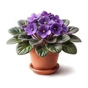 Flower Plant