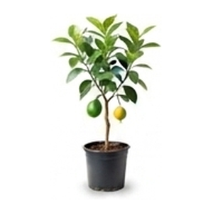 Fruit Plants