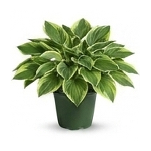 Outdoor Plant