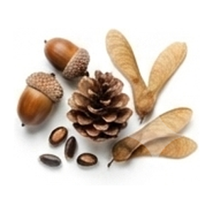Tree Seeds