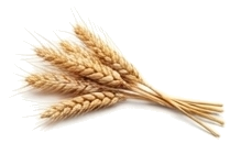 Wheat